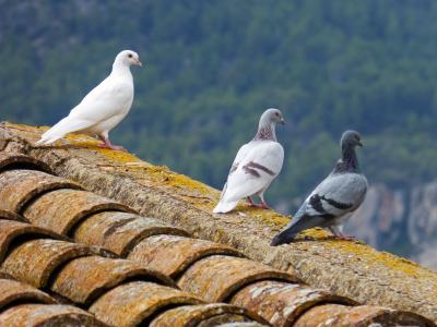 鸽子, 白色的鸽子, 屋顶, oteando, 鸟, 海鸥, 自然