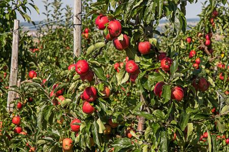 苹果, 树上苹果, 水果, 苹果园, 果园, 收获, 维生素