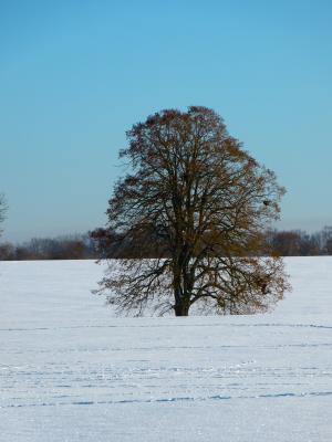 冬天, 雪, 景观, 白雪皑皑, 树, 寒冷, 自然