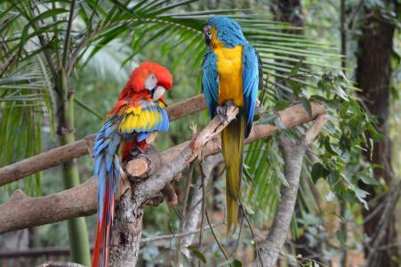 澳大利亚动物园, 金刚鹦鹉, 光明, 多彩, 色彩缤纷