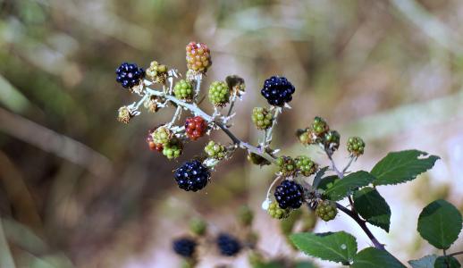 黑莓, 浆果, 红色, 水果, 野生, 黑莓, 森林里的水果