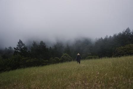 字段, 雾, 森林, 草, 草原, 景观, 雾