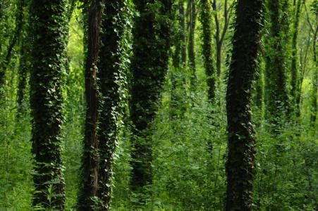 琥珀色, 木材, 森林, 叶子, 绿色, 自然, 绿色的树叶