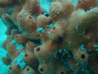珊瑚礁, anemona, 跳水, 水下, 海洋, mar