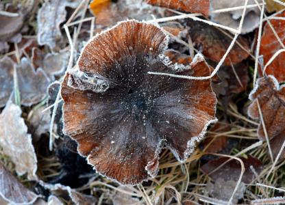 蘑菇, 自然, 棕色, 森林, 弗罗斯特, 结霜, 白霜