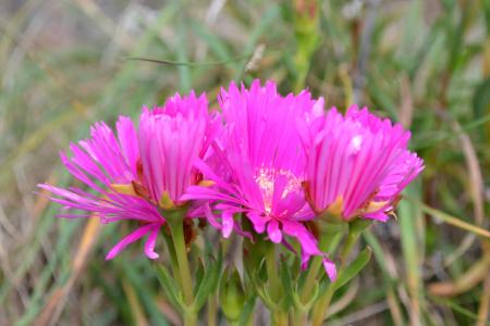 中午花, 粉色, 光明, 多汁, 圆的中午花, disphyma crassifolium 亚种, clavellatum