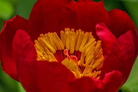 花, 红色的花, 红色, 植物区系, 雌蕊, 产生花粉块的兰花, 自然