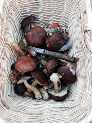 蘑菇, 栗子, 秋天, 森林蘑菇, 购物篮, rac