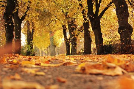 树木, 大道, 秋天, 走了, 心情, 户外, 秋天的树叶