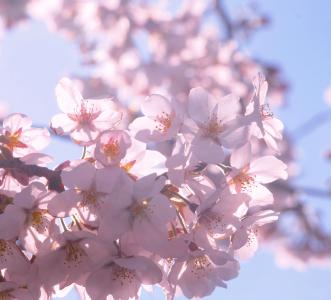 樱桃, 春天, 阳光, 花瓣, 通过显示, 背光, 蓝蓝的天空
