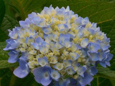 绣球花, 蓝色, 白色, 花, 夏季, 开花, 自然