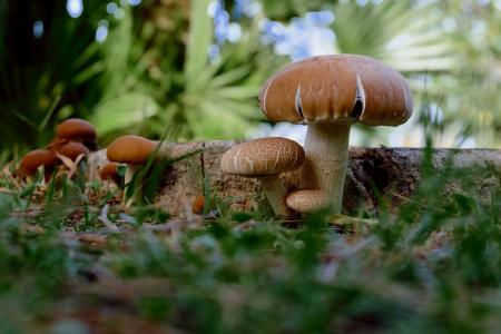 蘑菇, 棕色, 白色, 森林的地面, 树桩, 南