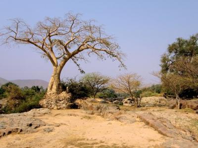 树, 树木, 沙漠, 纳米比亚, 纳米比亚沙漠, 污垢, 土路