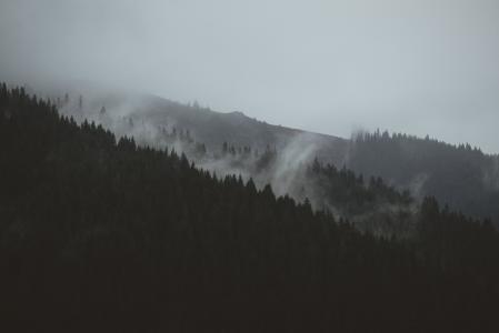 剪影, 照片, 山脉, 覆盖, 雾, 雾, 树