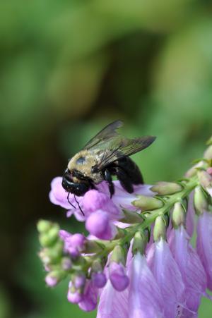 紫罗兰色, 蜜蜂, 花, 昆虫, 自然, 动物, 宏观