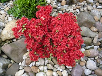 阿萨莉娅, 红色, 花, 植物, 的增长, 石头, 自然