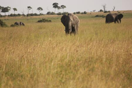 大象, 非洲, 野生动物园, 自然, 野生动物, 野生动物, 动物