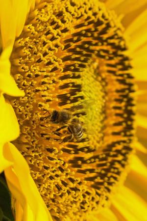 太阳花, 花粉, 蜜蜂, 复合材料, 开花, 绽放, 夏季