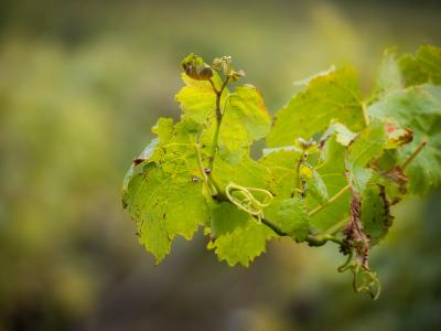 葡萄酒, 葡萄树, 葡萄酒的叶, 秋天, 叶, 秋天的落叶, 叶子