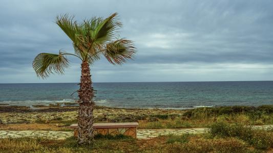 棕榈树, 沿海的路径, 海, 地平线, 石椅上, 多云, kermia