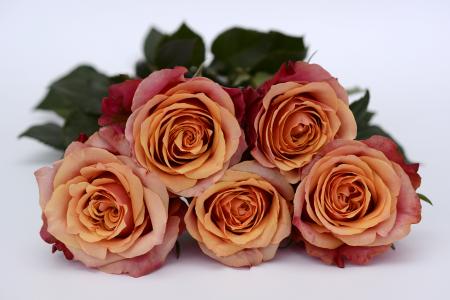 玫瑰, 橙色, 玫瑰花朵, 浪漫, 爱, 花, 情人节那天