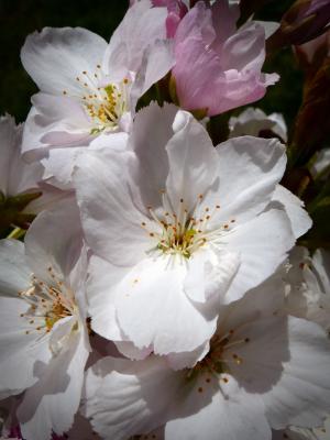 樱桃柱, 日本的樱花树, 开花, 绽放, 观赏樱桃, 日本樱花, 樱花