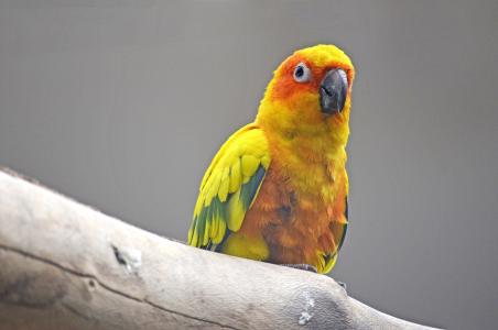 太阳鹦鹉, 长尾小鹦鹉, 鸟, 南美洲鹦鹉, 黄色, 多彩, 羽毛