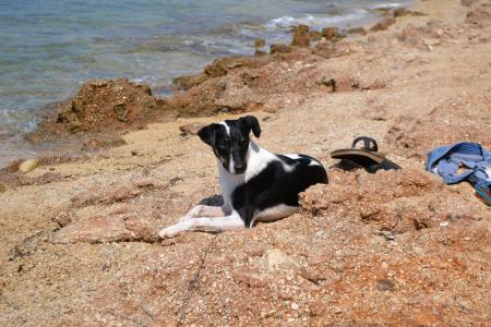 狗, 海滩, 亚得里亚海, rab 的岛屿, 宠物, 动物, 夏季