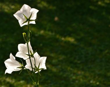花, 钟声, 白色, 开花, 绽放, 植物, 美丽