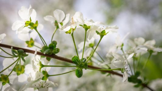 绣线菊树, 绣线菊花卉, 花, 春天, 白色, 春天的花朵, 自然