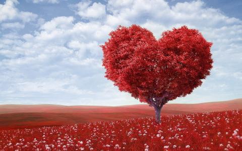 心形, 树, 红色, 户外, 花, 情人节那天, 浪漫