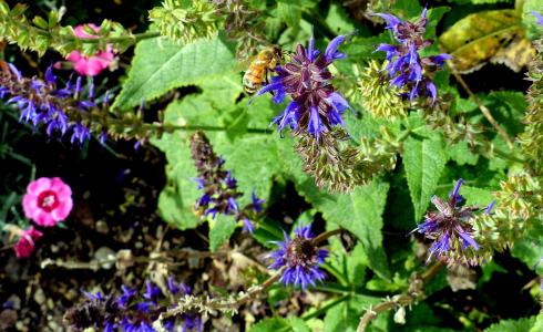 动物, 昆虫, 蜂蜜蜂, 花, 颜色, 花园, 夏季