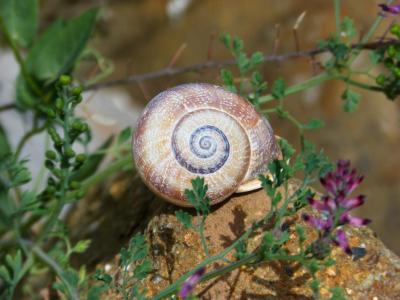 蜗牛, 螺旋, 美, 壳