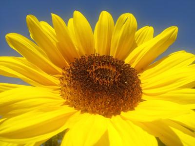 太阳花, 黄色, 夏季, 植物区系, 自然, 花, 蜜蜂