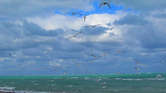 迈阿密, 海鸥, 海滩, 海, 大道, 鸟类, 天空
