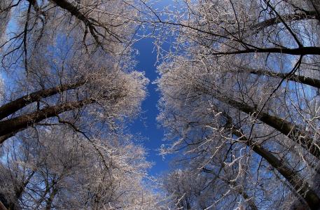 城市公园哥达, 冬天, 弗罗斯特, 树木, 感冒, 从我的立场, 仰望天空