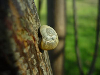 蜗牛, 支持, 树干, 传染性, 壳, 螺旋, 表面