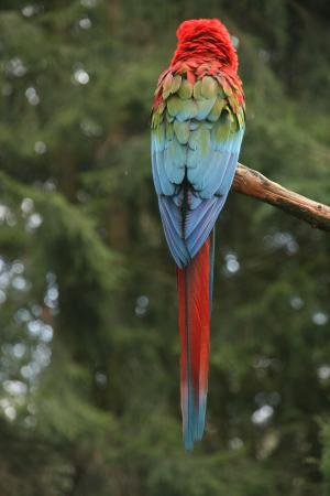 鹦鹉, 鸟, 红色, 蓝色, 绿色, 树座, 自然