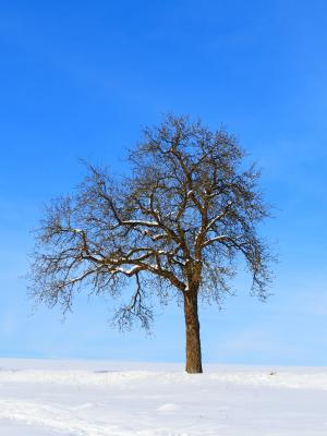 树, 冬天, 雪, 自然, 寒冷, 景观, 天空