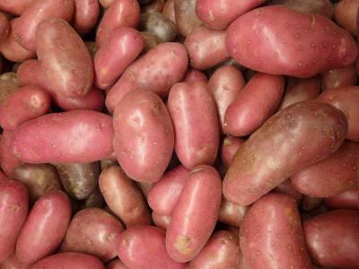 土豆, 土豆, 马铃薯, 蔬菜, 有机, 营养, 自然