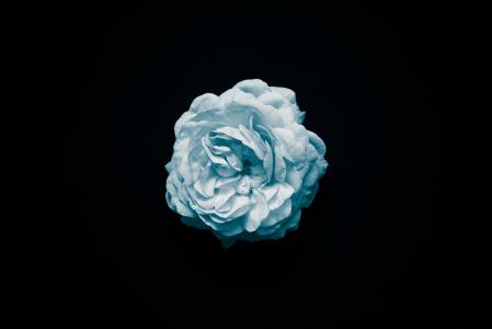 蓝色, 花, 白色, 白度, 宏观, 黑色背景, 工作室拍摄