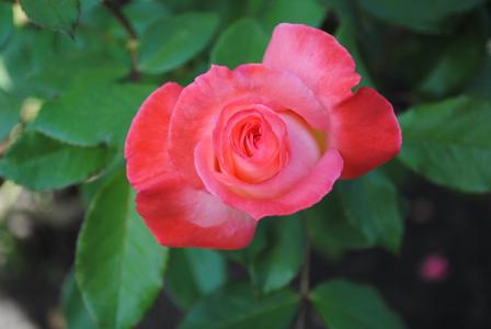 上升, 粉红色的玫瑰, 花, 绽放, 粉色, 自然, 植物