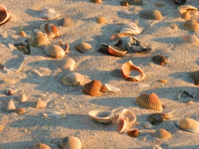 贝壳, 海滩, 沙子, 贝壳, 海岸