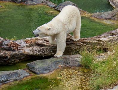 北极熊, 熊, 动物园, 动物, 动物世界, 生物, 野生动物