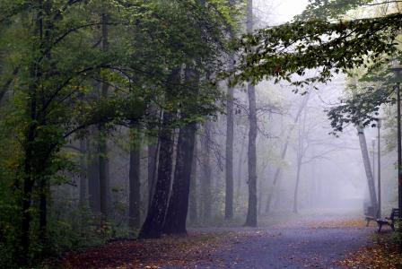 雾, 森林, 树, 神奇, 气候, 秋天, 黑暗