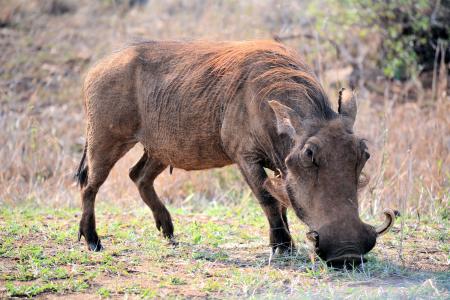 whartog, 克鲁格公园南非, 野生动物, 自然, 动物, 在野外的动物, 非洲