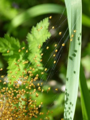 巢蜘蛛, 蜘蛛, 年轻, web, bug, 叶