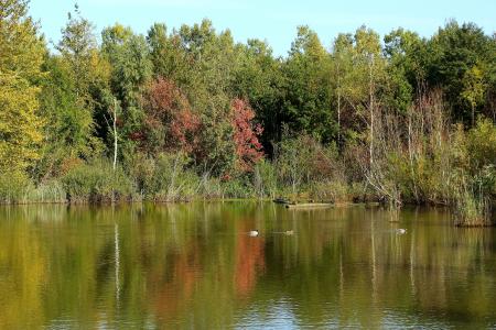 湖, 森林, 秋天, 自然, 景观, 秋天的树林, 水