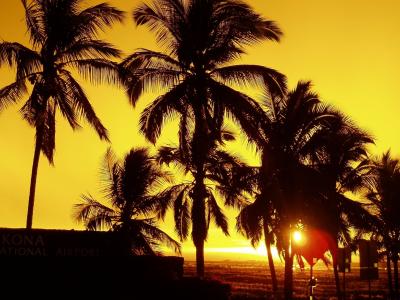 棕榈树, 日落, 热带, 黄昏, 剪影, 天空, 海洋