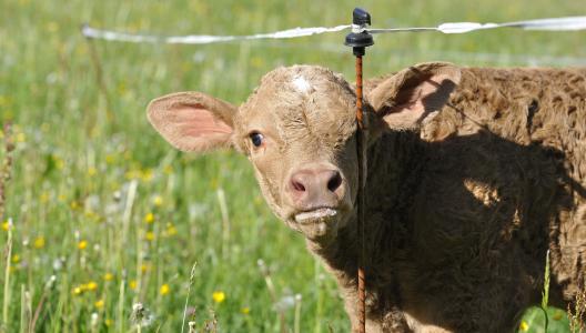 牛肉, 年轻的动物, 牲畜, 牛, 小牛, 草甸, 草